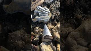 Shark tooth discovery at Chippokes State Park in VA