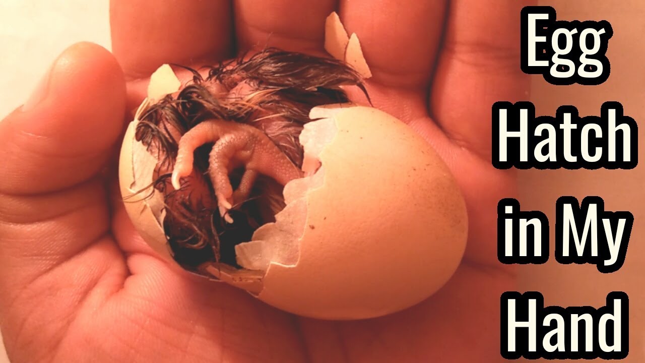 Awesome Egg Hatching in My Hand / Chick Hatching From Egg in My Hand / Egg Hatched