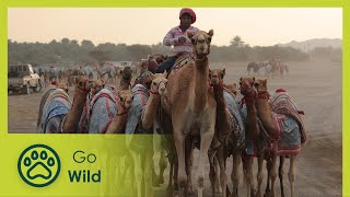 In Sinbad’s Footsteps | Magical Oman 1/2 | Go Wild