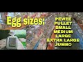HOW TO CLASSIFY EGGS ACCORDING TO THEIR SIZES | DEWEY BALDON | LAYER POULTRY FARMING