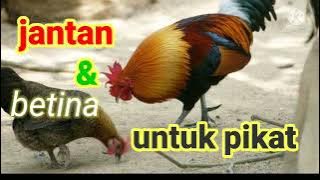 suara pikat ayam hutan kasintu betina dan jantan 💯 datang