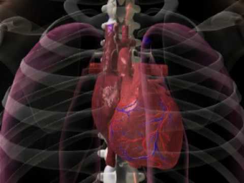Herzkammerflimmern und Defibrillation