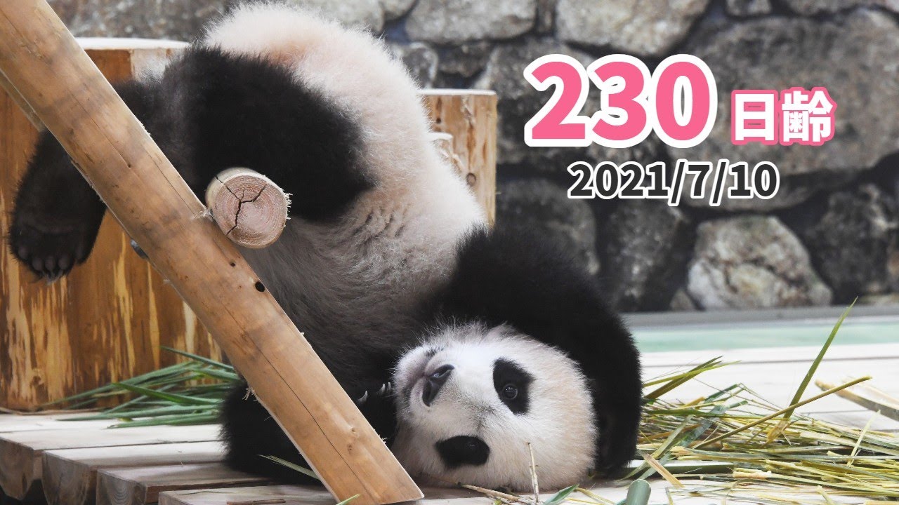 パンダの赤ちゃん 楓浜 はしごの使い手 230日齢 Youtube
