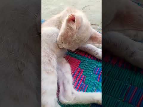 Kitten Licking His Belly 1mviews Rjkkafridi Catvideos Catlover Lick Kitten Meow Belly