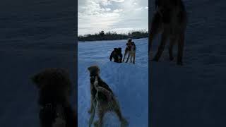 Dogs Собаки стая #travel #dog #собаки #winter #funny #общение #expression #explore #explorepage #hd