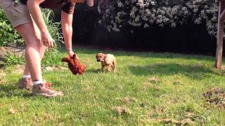 Wildlife Sarfari raises cheetah and puppy together