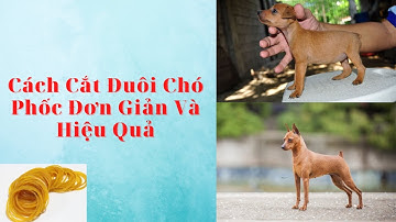 CÁCH CẮT ĐUÔI CHÓ PHỐC ĐƠN GIẢN VÀ HIỆU QUẢ - PHẦN 1