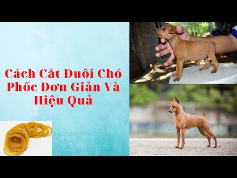 Video CÁCH CẮT ĐUÔI CHÓ PHỐC ĐƠN GIẢN VÀ HIỆU QUẢ - PHẦN 1 - youtube