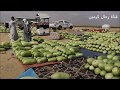 مزارع الحبحب بحفار بمركز الشواق بالساحل الغربي تصوير عبدالله مراد