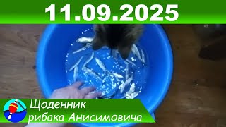 картинка: Рыбы для кота ноловил 11 09 2025
