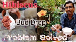 Hibiscus flowers Bud Drop Problem Solved / 5 major Reasons and their Solutions