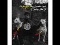 اسود خصيان سينكح بنات الشيوخ واخت ابن الزرباويه اخو هديل