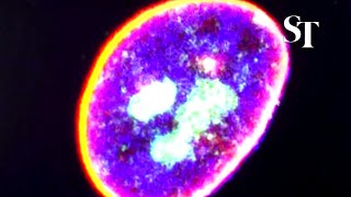 Chinese scientists develop gene therapy which could delay ageing