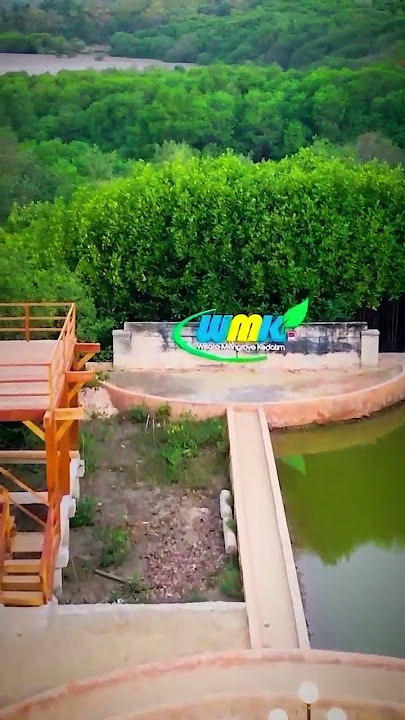 wisata alam mangrove #cinematic #statuswa #wisatapantai #statusvideo #wisatasumenep
