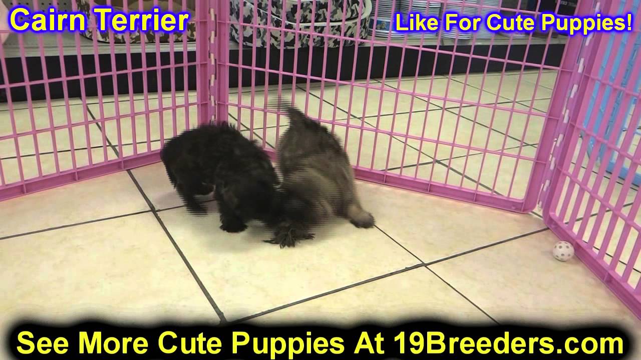 puppies for sale casper wy cairn terrier puppies for sale in cheyenne wyoming wy casper laramie puppies for sale casper wy cairn terrier puppies for sale in cheyenne wyoming wy casper laramie