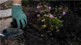 Flower Gardening : How to Garden With Hardy Geraniums Hardy Geranium Leaf