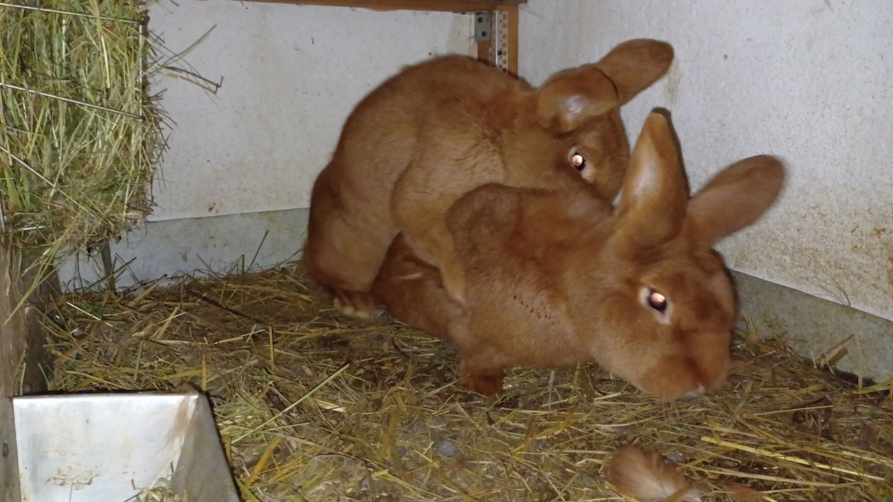 Samica diablica atakuje samca😱😳 | Przeprowadzki królików | Sprzątanie klatek | Zakoty nowozelandów