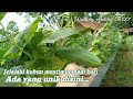 TAKTERDUGA❗Jelajahi kebun mentimun di pagi hari, nemuin sesuatu yang unik❗Ternyata?!Buktinya disini