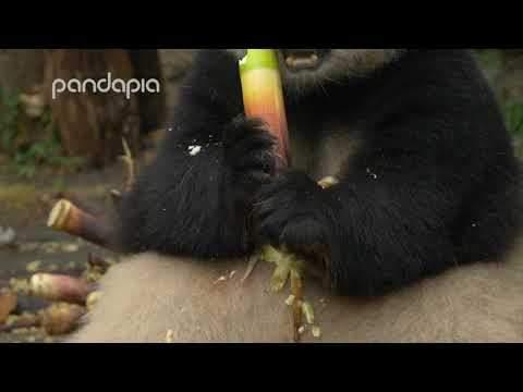 This is how pandas eat bamboo