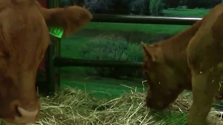 Cattle Trail, Calgary Stampede 2013