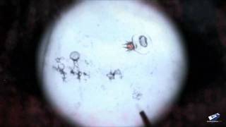 Prototype 2 - VGA 2010 Debut Trailer