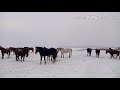 ЛОШАДИ вернулись домой, ВОЛКИ снова осождают деревню!