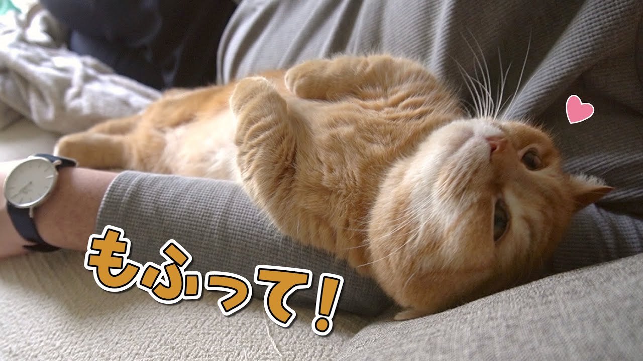 飼い主と添い寝しながらもふれと催促してくる猫が可愛すぎる Youtube