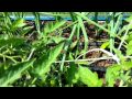 Выращивание помидор методом И.М. Маслова. http://globusbm.com/
