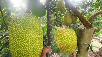 LNCT  - Cách phòng ngừa bệnh "NÁM DA Mít " Và Thuốc  Đặc Trị Ruồi Vàng .!