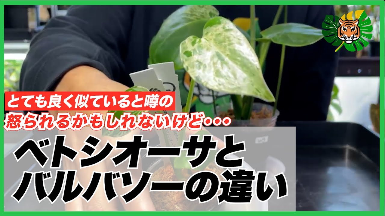 Monstera] I'll explain the difference between Betsiosa and