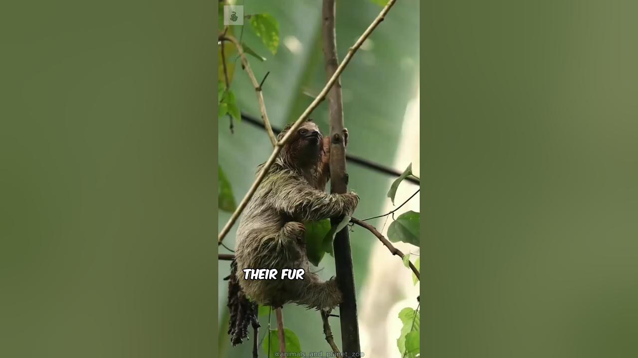 This Animal Sleeps 20 Hours A Day The Sloth YouTube this-animal-sleeps-20-hours-a-day-the-sloth-youtube