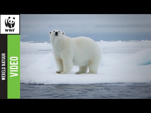 Video: IJsbeer Zoekt Voedsel In De Stad Als Gevolg Van Klimaatverandering