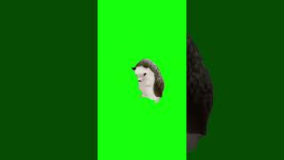 Hedgehog Dancing to Bad Romance | Green Screen
