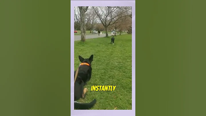 Dogs Reunite After 7-Months of Being Away