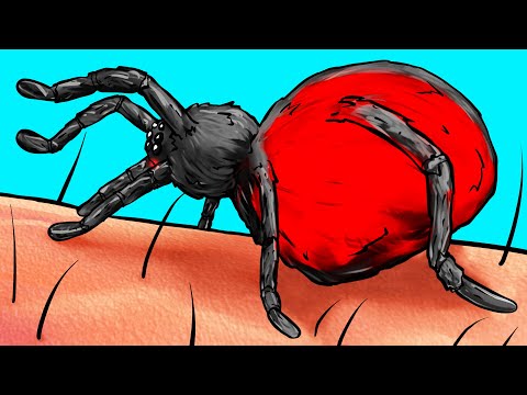 Vídeo: ¿Qué Debo Hacer Si Creo Que Una Araña Viuda Negra Me Mordió?