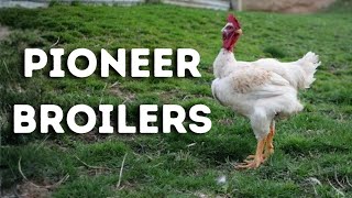 Can this unique meat bird live forever?