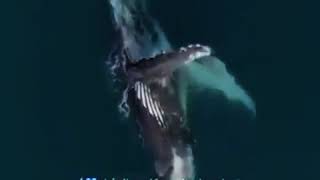 حتى في بطن الحوت هناك امل صوت الحوت الغريب😮