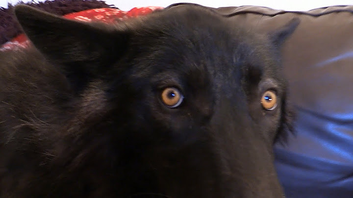 SILLY WOLF... Try not to laugh.
