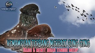 Kemdanuan Terbang Merpati Ging Ging Di Angkasa  5 Menit Sudah Nitik Melip merpatigingging merpati