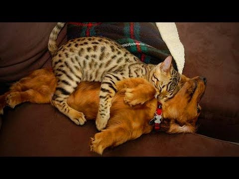funny-pets-🐱🐶-funny-cats-and-dogs-playing-(part-2)-[funny-pets]