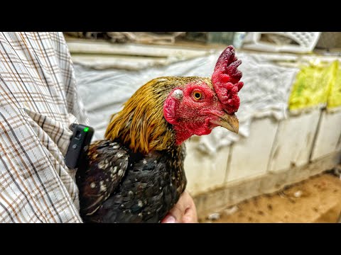 مع يعقوب و هواية تربية الديوك الباكستانية