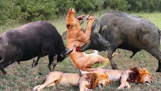 12 Horrific Moments When Deadly Horns Crush Predators - Tragedy Of Lions