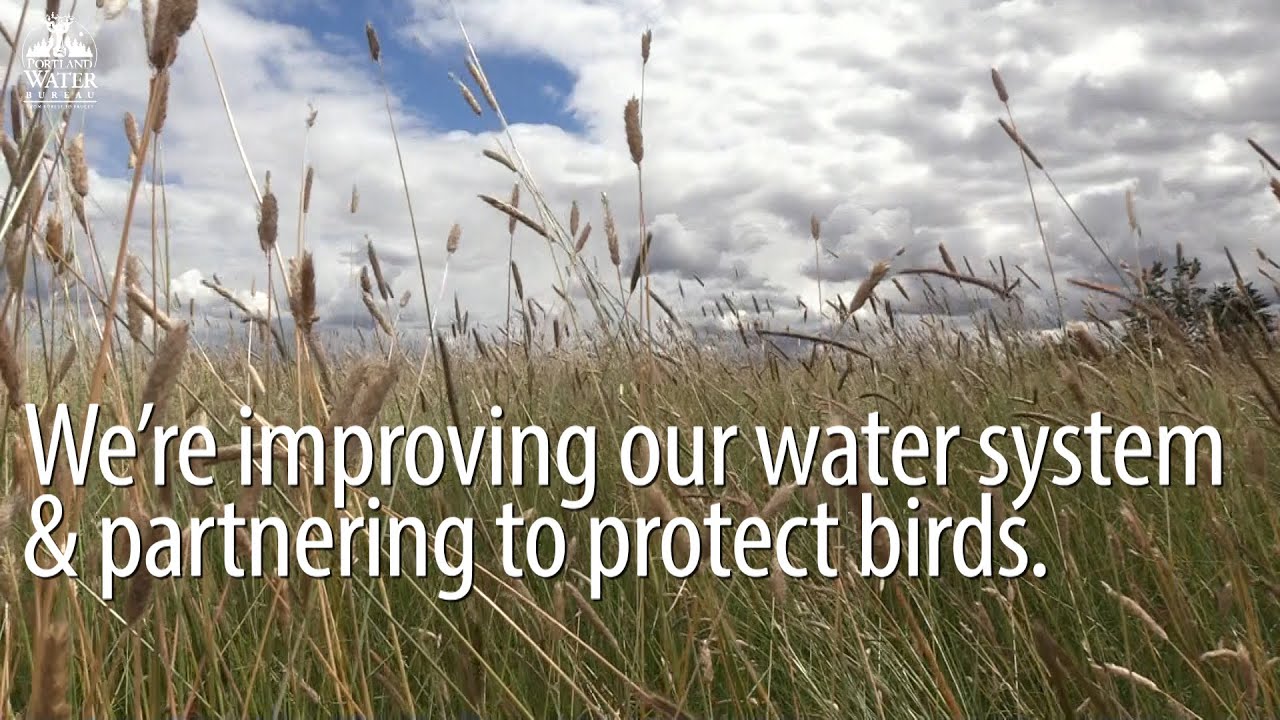 Partnering to protect birds and improve Portland's water system.