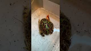 Pacman Frog Ornate Eating