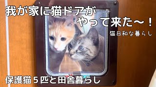 【猫ドアD I】我が家に猫ドアを設置してみました/貝くん猫ドアが開けられるか