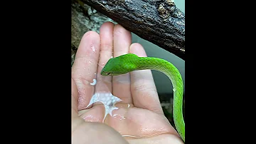Vine Snake Drinking Water Short Video 193 