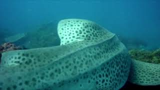 Elsa Pataky scuba diving in Byron Bay