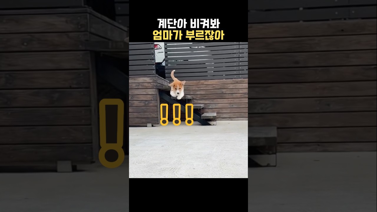 엄마가 부르면 슈퍼맨이 되는 댕댕이