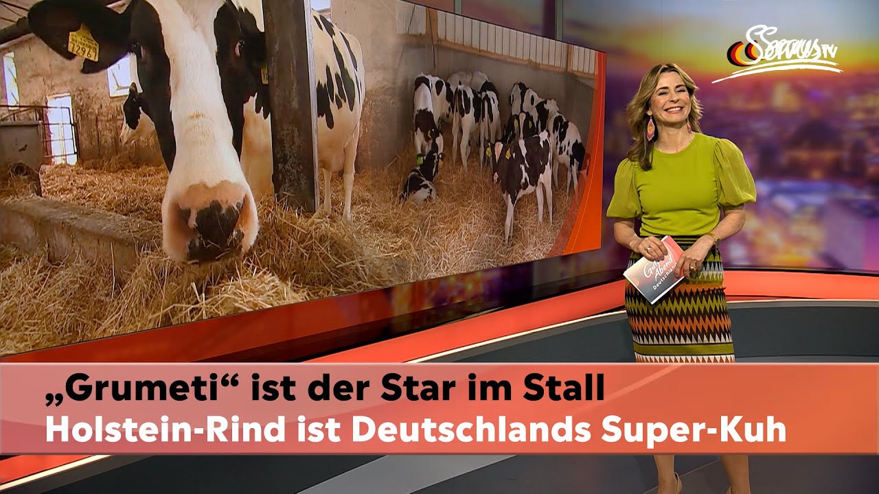 Holstein-Rind ist Deutschlands Super-Kuh