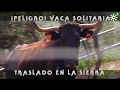 Toros de Ramos Valle: peligro, rescate a caballo de una vaca brava | Toros desde Andalucía